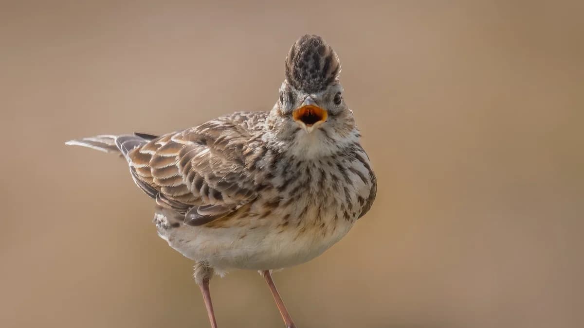 A skylark in full song, beak open