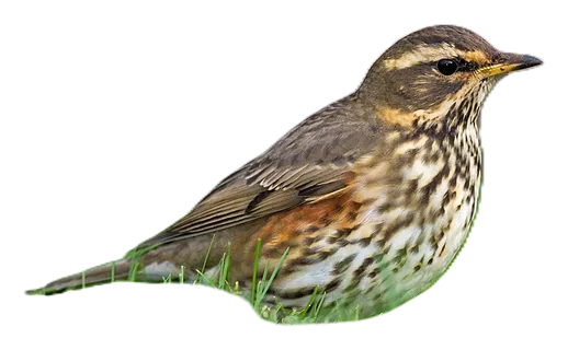 Redwing